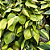 Planta Jibóia mesclada - Imagem 1