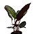 Maranta Cora - Imagem 2