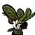 Maranta Cora - Imagem 3