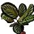 Maranta Cora - Imagem 1