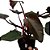 Filodendro - Philodendron Pink Princess - 30cm - Imagem 4