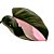 Filodendro - Philodendron Pink Princess - 30cm - Imagem 3