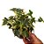 Planta Hedera Helix - Imagem 1