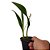 Eria rosea (Cryptochilus roseus ) - Ad - Imagem 3