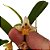 Eria rosea (Cryptochilus roseus ) - Ad - Imagem 2