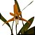 Orquídea Maxillaria chrysantha  - AD - Imagem 1