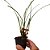 Orquídea Maxillaria sanguinea - Ad - Imagem 3