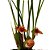 Orquídea Maxillaria sanguinea - Ad - Imagem 2