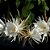 Cacto Dama da Noite (Epiphyllum oxypetalum) - Imagem 3