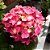 Hortência Rosa - 20cm - Imagem 2