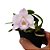 Orquídea Laelia alaori - Nbs - Imagem 1