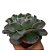 Suculenta Echeveria Gibbiflora - Imagem 2