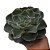 Suculenta Echeveria Gibbiflora - Imagem 1
