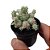 Suculenta Euphorbia mammillaris - Imagem 1