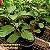 Hibisco Bege n.02 - Imagem 2