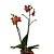Orquídea Phalaenopsis Abóbora mesclada - Ad - Imagem 3