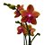 Orquídea Phalaenopsis Abóbora mesclada - Ad - Imagem 2