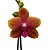 Orquídea Phalaenopsis Abóbora mesclada - Ad - Imagem 1