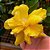 Hibisco Amarelo dobrado - 25cm - Imagem 1