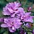 Hibisco Roxo dobrado - 25cm - Imagem 2