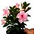 Trepadeira Dipladênia Rosa dobrada - Imagem 3