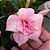 Trepadeira Dipladênia Rosa dobrada - Imagem 2