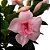 Trepadeira Dipladênia Rosa dobrada - Imagem 1