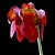 Planta Sarracenia leucophylla (Carnívora) - Imagem 3