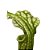 Planta Sarracenia leucophylla green (Carnívora) - Imagem 3