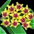 Suculenta Hoya cumingiana - Flor de Cera - Imagem 1