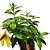 Planta Alamanda amarela - 30cm - Imagem 2