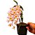 Orquídea Dendrobium thirsiflorum x mousmee - Ad - Imagem 2