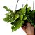 Planta Musgo Jori - Imagem 2