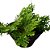 Planta Musgo Jori - Imagem 1