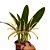 Orquídea Maxillaria setigera - AD - Imagem 1
