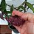 Suculenta Hoya kerii - Flor de Cera Vermelha - Vaso 14 - Imagem 3