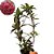 Suculenta Hoya kerii - Flor de Cera Vermelha - Vaso 14 - Imagem 2