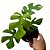 Filodendro - Philodendron minima - Imagem 2