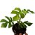 Filodendro - Philodendron minima - Imagem 1