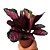Maranta Rosea n.02 - Calathea sp - Imagem 2