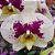 Orquídea Phalaenopsis Branca pintada n.06 - Imagem 2