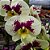 Orquídea Phalaenopsis Branca pintada n.06 - Imagem 1