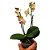 Orquídea Phalaenopsis Amarela striata - Imagem 3