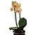 Orquídea Phalaenopsis Amarela striata - Imagem 2