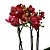 Orquídea Phalaenopsis Abóbora n.02 - Ad - Imagem 1