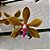 Orquídea Phalaenopsis honghenensis x mariae - Ad - Imagem 1