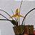 Orquídea Maxillaria tenuifolia alba (amarela) - Ad - Imagem 2