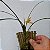 Orquídea Maxillaria tenuifolia alba (amarela) - Ad - Imagem 3
