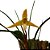 Orquídea Maxillaria tenuifolia alba (amarela) - Ad - Imagem 1