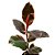 Ficus elástica ruby - 50/60 centímetros - Imagem 1